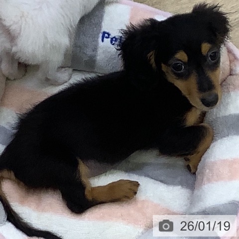 ミニチュア・ダックスフンドの写真