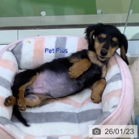 山梨県のミニチュアダックスフンド(ロング) (ペットプラス 甲府昭和店/2025年10月25日生まれ/男の子/ブラックタン)の子犬の4枚目の画像