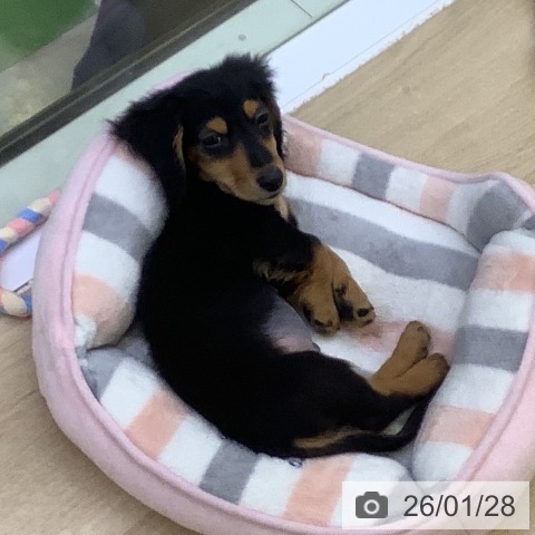 ミニチュア・ダックスフンドの写真