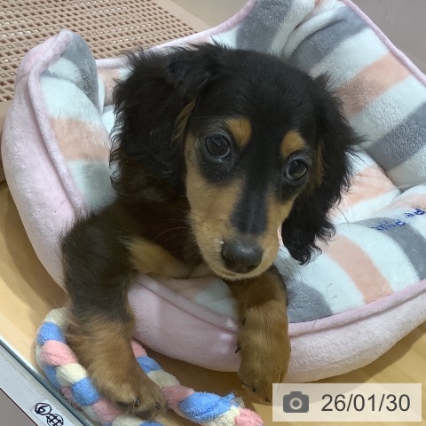 ミニチュア・ダックスフンドの写真