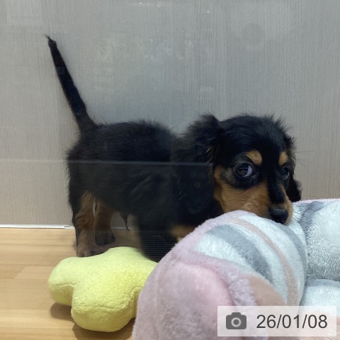 山梨県のミニチュアダックスフンド(ロング) (ペットプラス 甲府昭和店/2025年10月25日生まれ/男の子/ブラックタン)の子犬の3枚目の画像