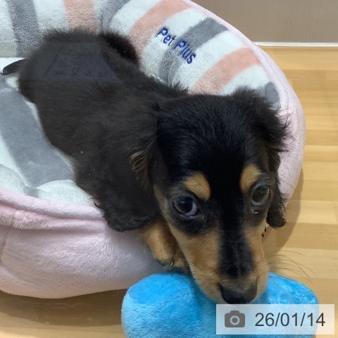 山梨県のミニチュアダックスフンド(ロング) (ペットプラス 甲府昭和店/2025年10月25日生まれ/男の子/ブラックタン)の子犬の3枚目の画像
