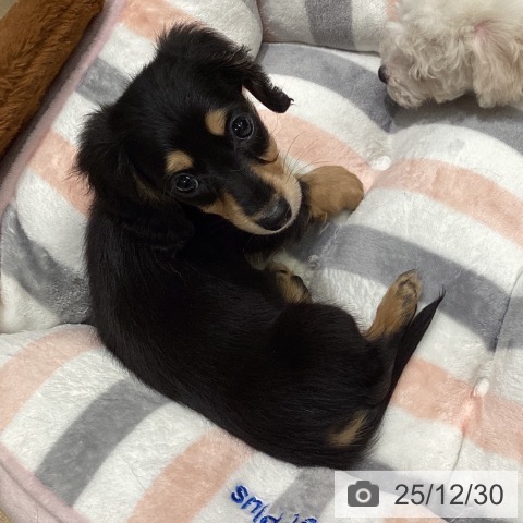 東京都のミニチュアダックスフンド(ロング) (ペットプラス 立川高島屋S.C.店/2025年10月25日生まれ/男の子/ブラックイエロー)の子犬の4枚目の画像