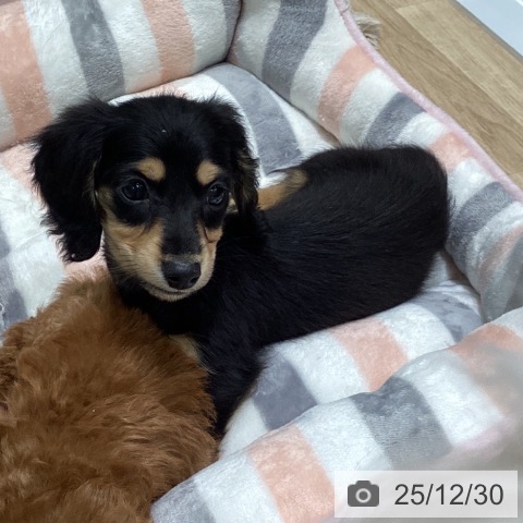 東京都のミニチュアダックスフンド(ロング) (ペットプラス 立川高島屋S.C.店/2025年10月25日生まれ/男の子/ブラックイエロー)の子犬の3枚目の画像