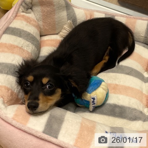 東京都のミニチュアダックスフンド(ロング) (ペットプラス 立川高島屋S.C.店/2025年10月25日生まれ/男の子/ブラックイエロー)の子犬の3枚目の画像