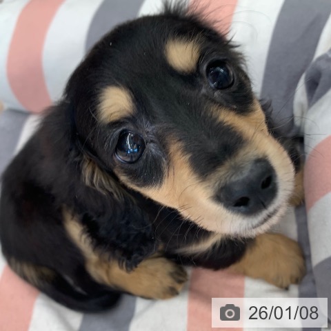 千葉県のミニチュアダックスフンド(ロング) (ペットプラス 幕張新都心店/2025年10月25日生まれ/男の子/ブラックイエロー)の子犬の3枚目の画像