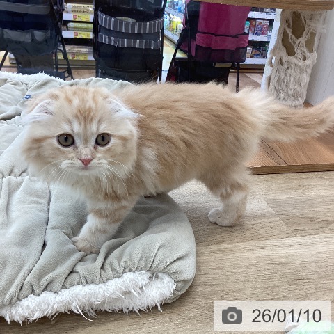 山梨県のスコティッシュフォールド (ペットプラス 甲府国母店/2025年10月25日生まれ/男の子/レッドタビー)の子猫の4枚目の画像