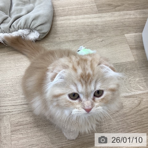 山梨県のスコティッシュフォールド (ペットプラス 甲府国母店/2025年10月25日生まれ/男の子/レッドタビー)の子猫の3枚目の画像