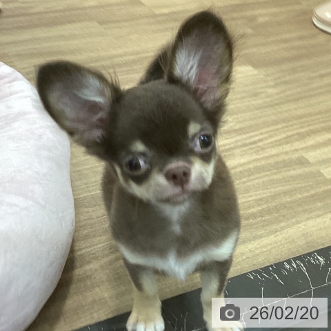 茨城県のチワワ(ロング) (ペッツワン 阿見店/2025年10月25日生まれ/女の子/チョコレートタンホワイト)の子犬の3枚目の画像