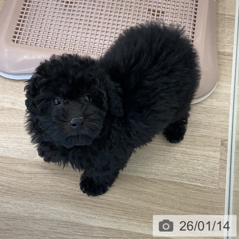 千葉県のトイプードル(トイ) (ペットプラス コトエ流山おおたかの森店/2025年10月28日生まれ/男の子/ブラック)の子犬の4枚目の画像