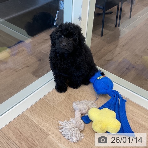 千葉県のトイプードル(トイ) (ペットプラス コトエ流山おおたかの森店/2025年10月28日生まれ/男の子/ブラック)の子犬の3枚目の画像