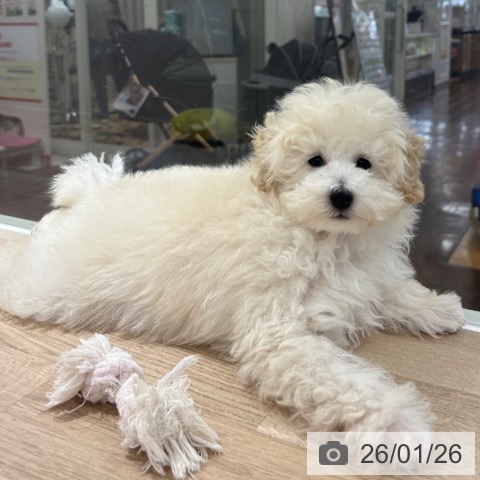 埼玉県のトイプードル(トイ) (ペットプラス 所沢店/2025年10月28日生まれ/男の子/ホワイト)の子犬の4枚目の画像