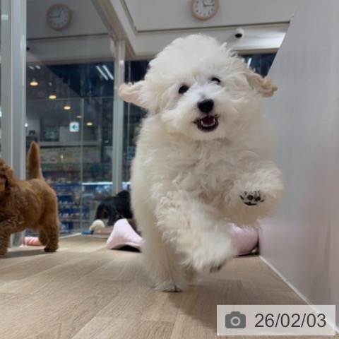 埼玉県のトイプードル(トイ) (ペットプラス 所沢店/2025年10月28日生まれ/男の子/ホワイト)の子犬の4枚目の画像