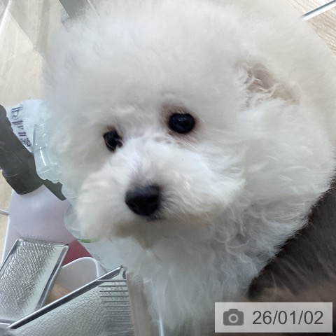 宮城県のトイプードル(トイ) (ペットプラス 仙台上杉店/2025年10月28日生まれ/男の子/ホワイト)の子犬の3枚目の画像