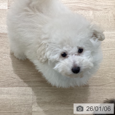 宮城県のトイプードル(トイ) (ペットプラス 仙台上杉店/2025年10月28日生まれ/男の子/ホワイト)の子犬の4枚目の画像
