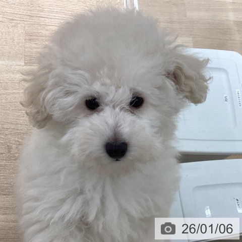 宮城県のトイプードル(トイ) (ペットプラス 仙台上杉店/2025年10月28日生まれ/男の子/ホワイト)の子犬の3枚目の画像