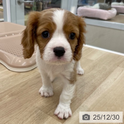 神奈川県のキャバリアキングチャールズスパニエル (ペットプラス 相模原並木店/2025年10月28日生まれ/男の子/ブレンハイム)の子犬の3枚目の画像