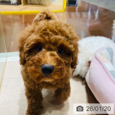 千葉県のトイプードル(トイ) (ペットプラス ユーカリが丘店/2025年10月29日生まれ/男の子/レッド)の子犬の4枚目の画像