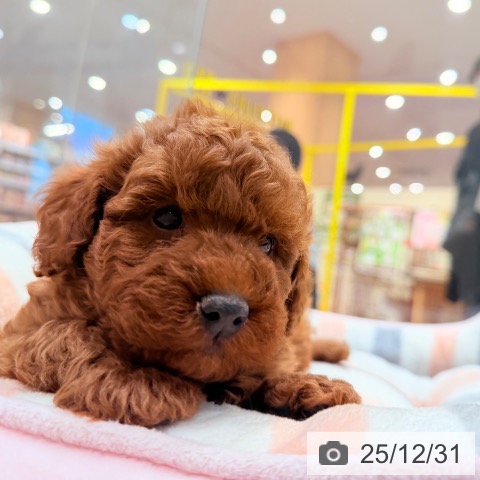 千葉県のトイプードル(トイ) (ペットプラス ユーカリが丘店/2025年10月29日生まれ/男の子/レッド)の子犬の3枚目の画像