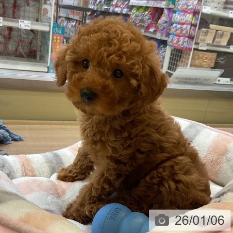 トイ・プードルの写真