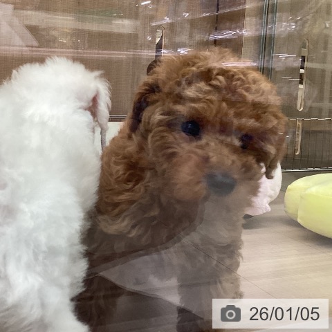 神奈川県のトイプードル(トイ) (ペッツワン 横須賀久里浜店/2025年10月29日生まれ/男の子/レッド)の子犬の4枚目の画像