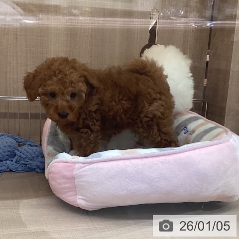 神奈川県のトイプードル(トイ) (ペッツワン 横須賀久里浜店/2025年10月29日生まれ/男の子/レッド)の子犬の3枚目の画像