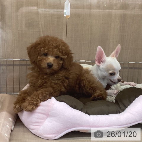 神奈川県のトイプードル(トイ) (ペッツワン 横須賀久里浜店/2025年10月29日生まれ/男の子/レッド)の子犬の3枚目の画像