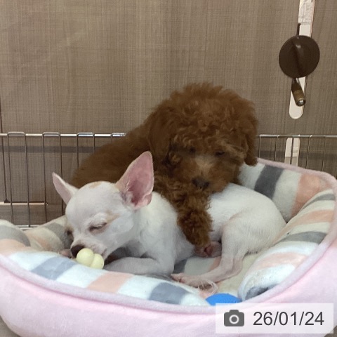 神奈川県のトイプードル(トイ) (ペッツワン 横須賀久里浜店/2025年10月29日生まれ/男の子/レッド)の子犬の3枚目の画像