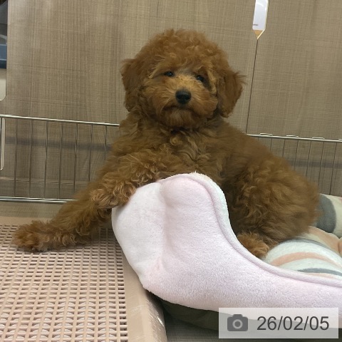 神奈川県のトイプードル(トイ) (ペッツワン 横須賀久里浜店/2025年10月29日生まれ/男の子/レッド)の子犬の3枚目の画像