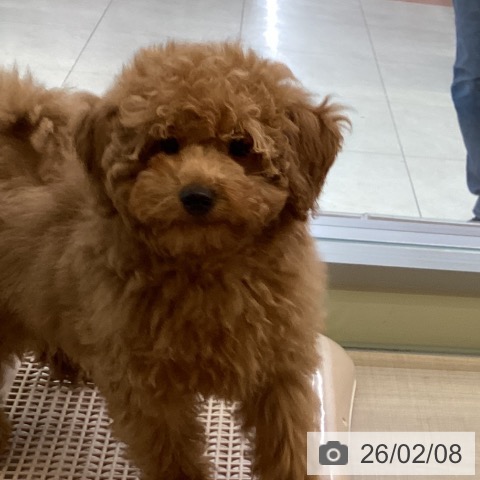 神奈川県のトイプードル(トイ) (ペッツワン 横須賀久里浜店/2025年10月29日生まれ/男の子/レッド)の子犬の3枚目の画像