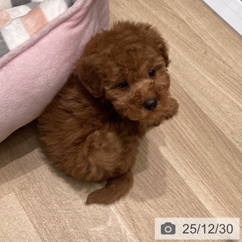 東京都のトイプードル(トイ) (ペットプラス 立川高島屋S.C.店/2025年10月29日生まれ/男の子/レッド)の子犬の4枚目の画像