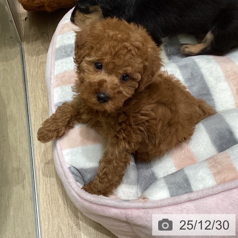 東京都のトイプードル(トイ) (ペットプラス 立川高島屋S.C.店/2025年10月29日生まれ/男の子/レッド)の子犬の3枚目の画像