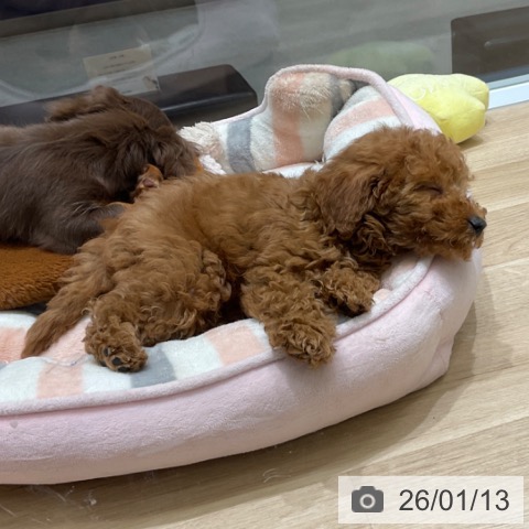 東京都のトイプードル(トイ) (ペットプラス 立川高島屋S.C.店/2025年10月29日生まれ/男の子/レッド)の子犬の3枚目の画像