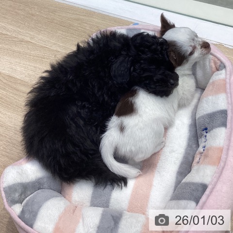 神奈川県のトイプードル(トイ) (ペットプラス 座間店/2025年10月29日生まれ/男の子/ブラック)の子犬の3枚目の画像