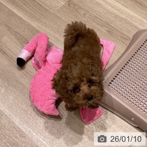 長野県のトイプードル(トイ) (ペットプラス 須坂店/2025年10月27日生まれ/男の子/アプリコット)の子犬の4枚目の画像