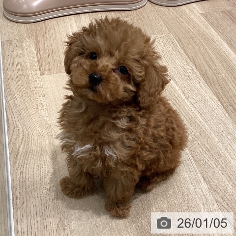 長野県のトイプードル(トイ) (ペットプラス 須坂店/2025年10月27日生まれ/男の子/アプリコット)の子犬の3枚目の画像