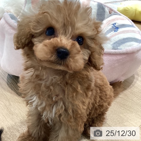 神奈川県のトイプードル(トイ) (ペットプラス ゆめが丘ソラトス店/2025年10月27日生まれ/女の子/アプリコット)の子犬の4枚目の画像