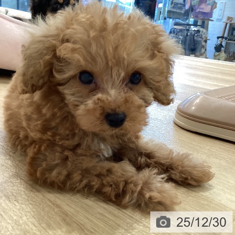 神奈川県のトイプードル(トイ) (ペットプラス ゆめが丘ソラトス店/2025年10月27日生まれ/女の子/アプリコット)の子犬の3枚目の画像