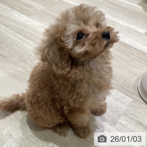 神奈川県のトイプードル(トイ) (ペットプラス ゆめが丘ソラトス店/2025年10月27日生まれ/女の子/アプリコット)の子犬の3枚目の画像