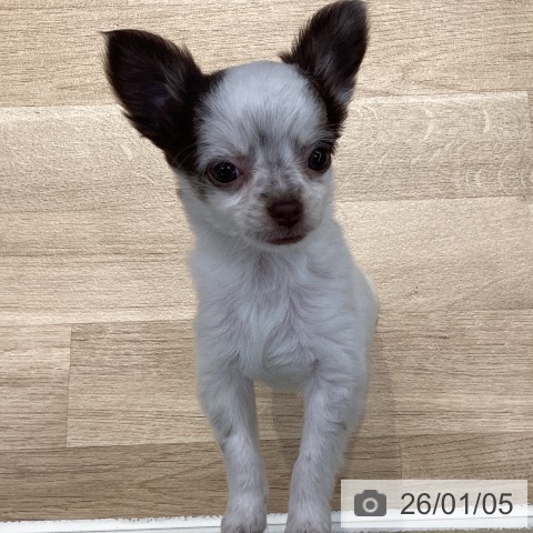 神奈川県のチワワ(ロング) (ペットプラス 座間店/2025年10月24日生まれ/女の子/ホワイトチョコレート)の子犬の4枚目の画像