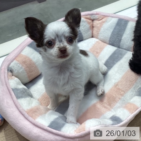 神奈川県のチワワ(ロング) (ペットプラス 座間店/2025年10月24日生まれ/女の子/ホワイトチョコレート)の子犬の3枚目の画像