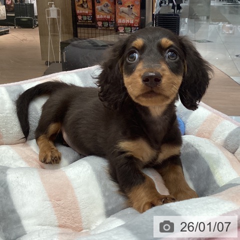 群馬県のミニチュアダックスフンド(ロング) (ペットプラス イオンモール太田店/2025年10月29日生まれ/男の子/チョコレートタン)の子犬の3枚目の画像