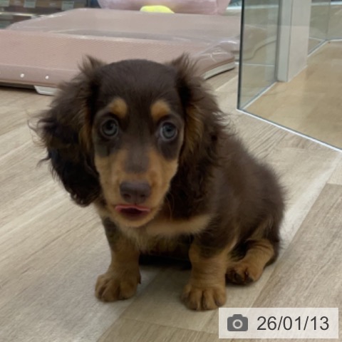 福島県のミニチュアダックスフンド(ロング) (ペットプラス 福島店/2025年10月29日生まれ/男の子/チョコレートタン)の子犬の4枚目の画像