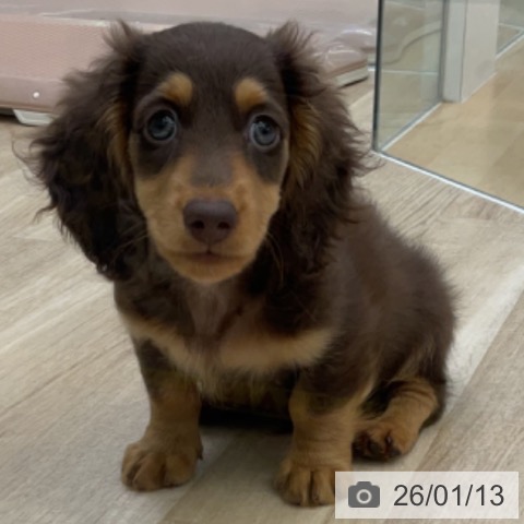 福島県のミニチュアダックスフンド(ロング) (ペットプラス 福島店/2025年10月29日生まれ/男の子/チョコレートタン)の子犬の3枚目の画像