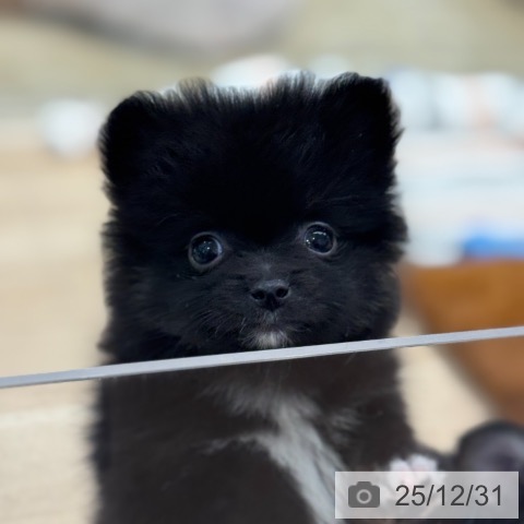 東京都のポメラニアン (ペットプラス アクアシティお台場店/2025年10月28日生まれ/女の子/ブラックホワイト)の子犬の3枚目の画像