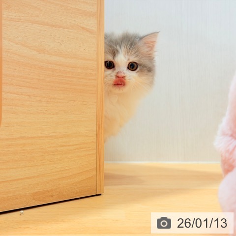 千葉県のマンチカン (ペットプラス ユーカリが丘店/2025年10月25日生まれ/女の子/ダイリュートキャリコ)の子猫の3枚目の画像