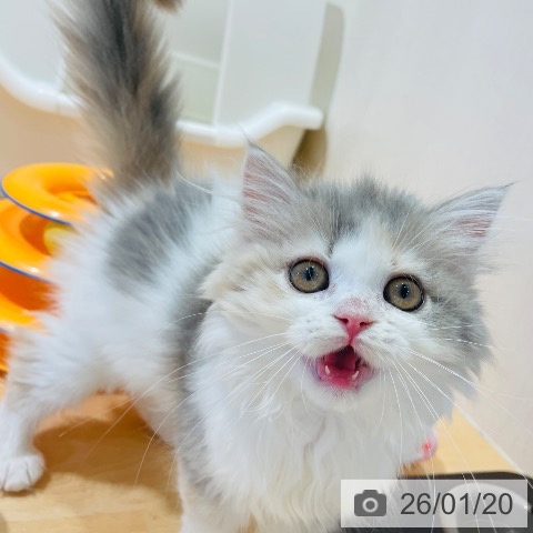 千葉県のマンチカン (ペットプラス ユーカリが丘店/2025年10月25日生まれ/女の子/ダイリュートキャリコ)の子猫の3枚目の画像