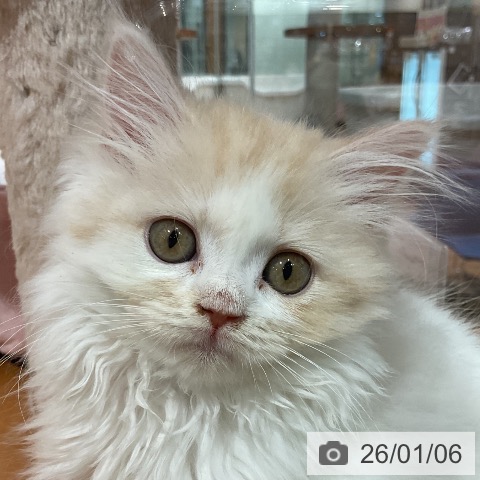 埼玉県のマンチカン (ペッツワン 新座店/2025年10月25日生まれ/女の子/クリームタビーホワイト)の子猫の4枚目の画像