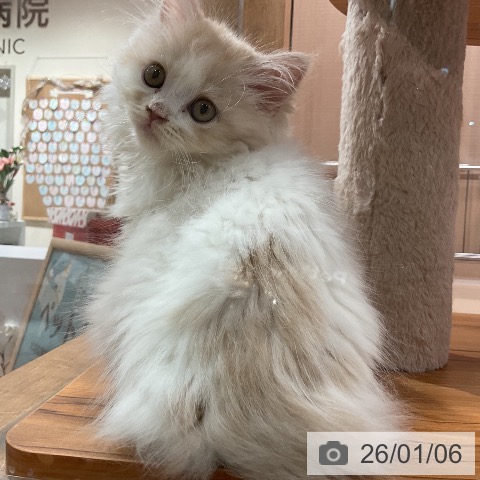 埼玉県のマンチカン (ペッツワン 新座店/2025年10月25日生まれ/女の子/クリームタビーホワイト)の子猫の3枚目の画像