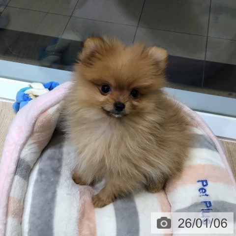 東京都のポメラニアン (ペットプラス むさし村山店/2025年10月29日生まれ/女の子/オレンジ)の子犬の3枚目の画像